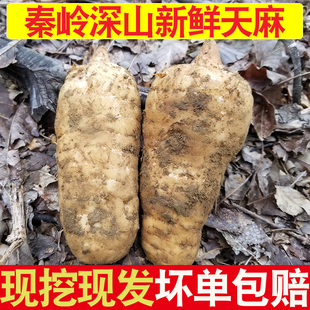 新鲜天麻陕西秦岭湿天麻现挖高山野外生冬麻非云南昭通小草坝天麻