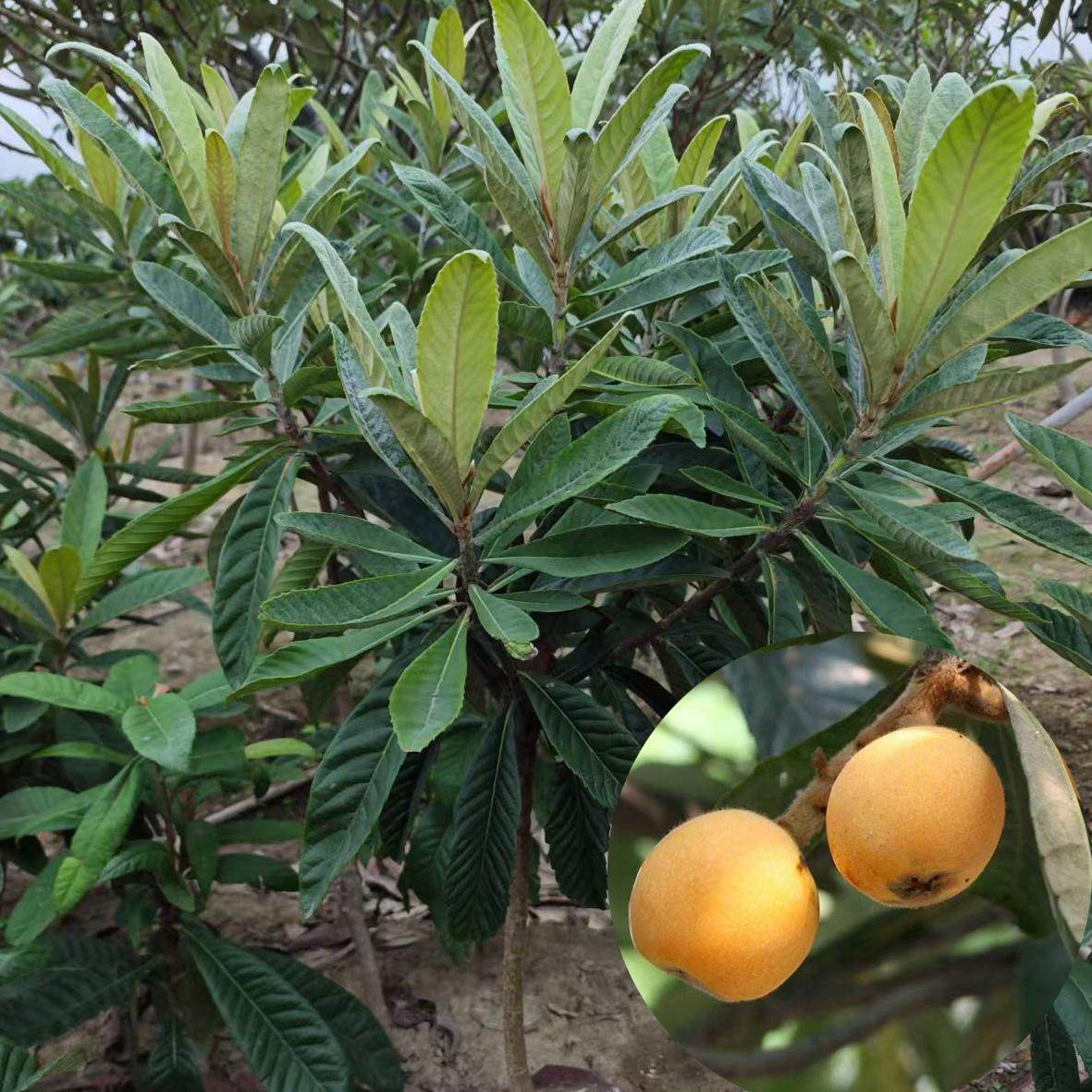 正宗苏州西山青种枇杷苗金玉枇杷苗嫁接苗现挖带土球发货基地直发