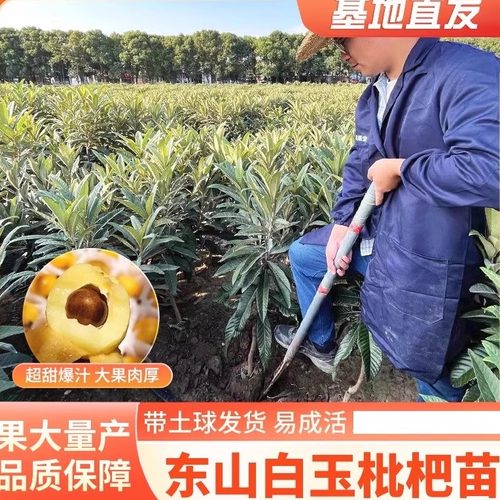 白玉枇杷苏州东山纯甜无酸嫁接苗