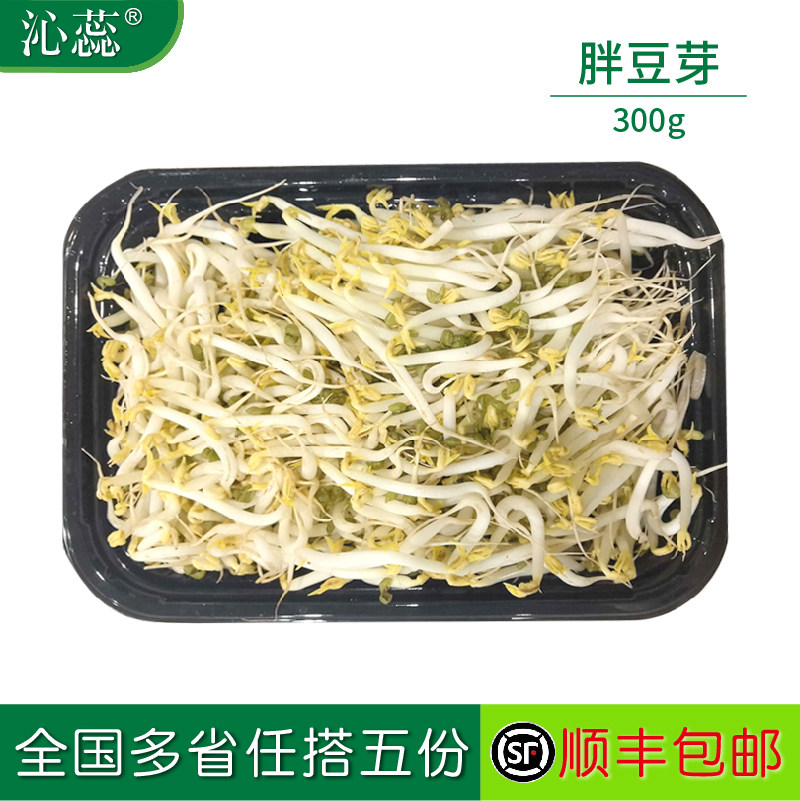 新鲜胖豆芽绿豆芽芽苗菜脆嫩豆芽