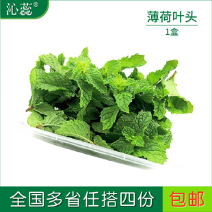 饰 芽莫吉托烘焙茶饮调酒装 新鲜薄荷叶头 薄荷尖盒装
