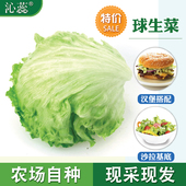 沙拉菜西生菜色拉蔬菜500g 新鲜球生菜1斤圆生菜 沁蕊