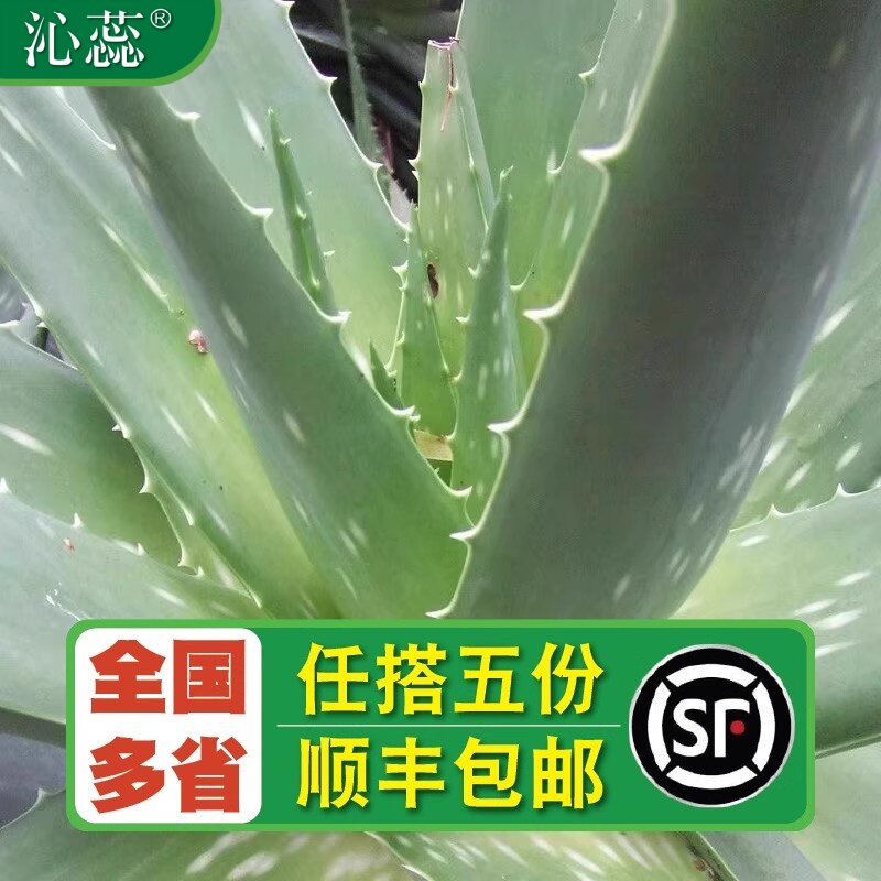 【沁蕊】新鲜芦荟新鲜