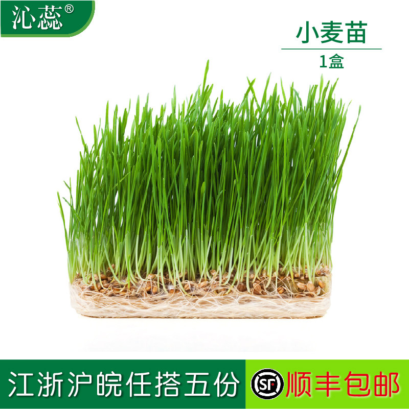 新鲜小麦苗沁蕊榨汁小麦草