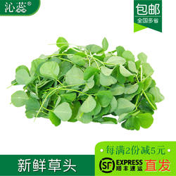 新鲜小草头上海 青浦农家三叶菜 新鲜蔬菜金花菜草本地含水湿的