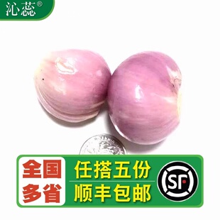 【沁蕊】 新鲜去皮小洋葱 去皮小圆葱 干葱头 圆葱头 500g