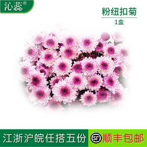 新鲜粉色纽扣10朵雏菊日料西餐