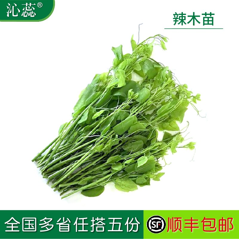 沁蕊新鲜特种蔬菜辣木苗