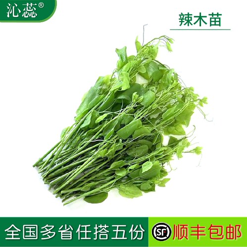 沁蕊新鲜特种蔬菜辣木苗