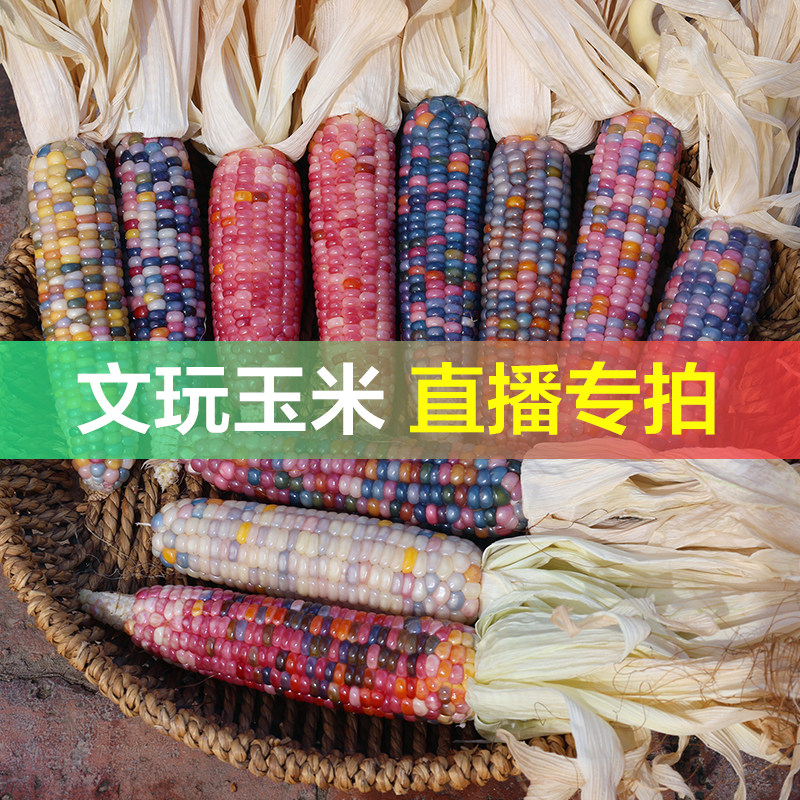 【直播专拍】七彩宝石文玩玉米一物一拍图片