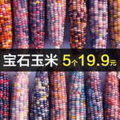 文玩玉米毛料整根手把件迷你七彩玻璃宝石血丝小玉米七彩宝石种子
