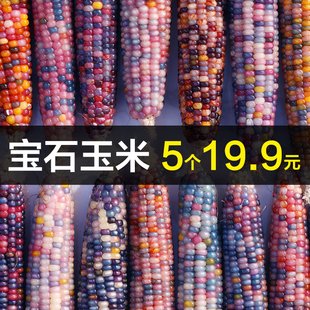 文玩玉米毛料整根手把件迷你七彩玻璃宝石血丝小玉米七彩宝石种子