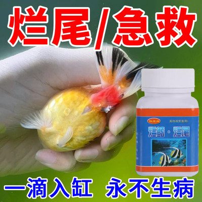 斗鱼烂身烂肉炸鳞充血治疗预防孔雀鱼锦鲤烂鳍烂尾烧尾蛀尾针尾