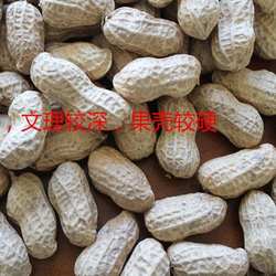 平潭晒干水煮白晒花生,农家自种,本地品种。