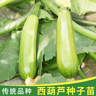 西葫芦种子四季苗适合冬天种的秧苗菜苗瓜子蔬菜种籽冬季菜种瓜苗