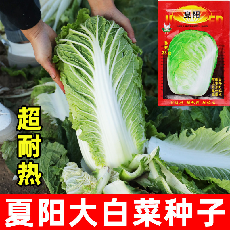 耐热白菜种子夏阳白菜种籽适合夏天种的蔬菜夏季菜种大全四季农家图片