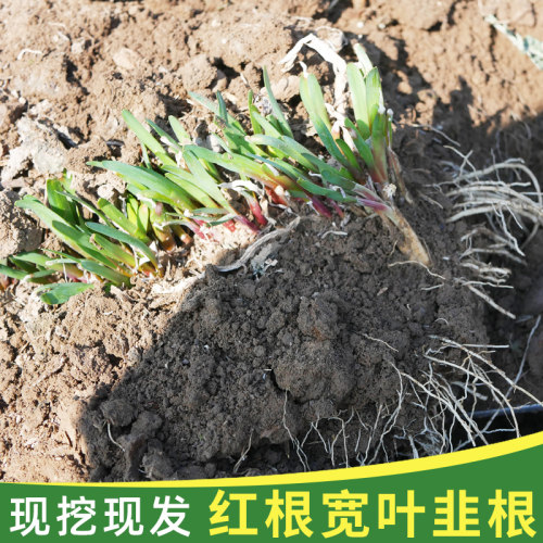 农家韭菜根苗四季种籽