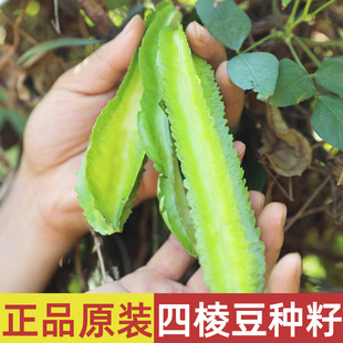 四棱豆种子四季种籽南方龙豆农家菜种豆角秋季蔬菜种孑广西皇帝豆