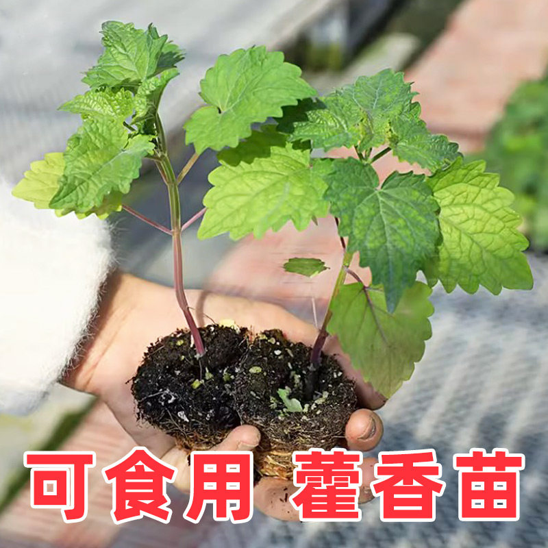 藿香苗盆栽食用香草苗绿植种子好养活四季种籽河南大叶孑材秧苗