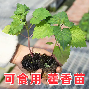 藿香苗盆栽食用香草苗绿植种子好养活四季种籽河南大叶孑材秧苗