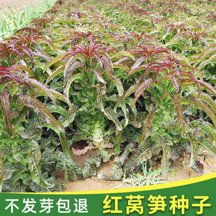 红莴笋种子冬季苗蔬菜种籽莴苣秧苗孑南方菜苗适合冬天种的菜种