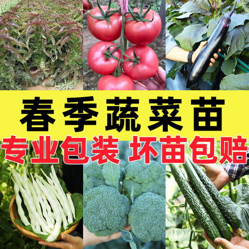 菜苗秧苗大全四季蔬菜