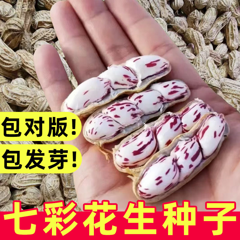 七彩花生种子高产老品种图片