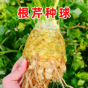 根芹种球四季菜头地中海根芹种子苗秧苗南方菜苗秋季种孑菜苗芹菜