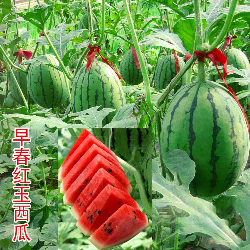 早春红玉小西瓜种子种籽孑早熟苗蔬菜种子/种苗