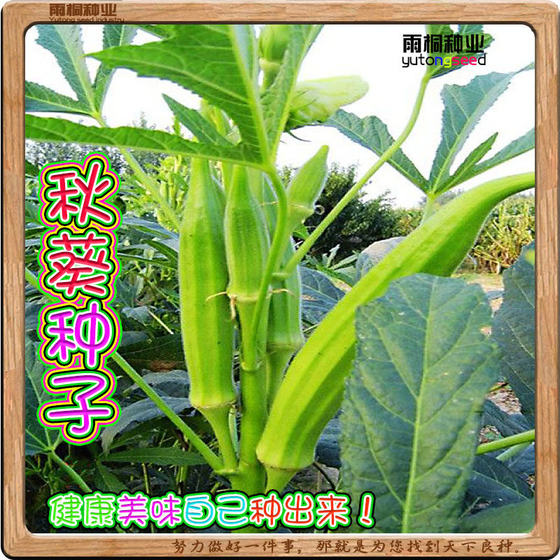 黄秋葵种子红秋葵种子冬季春季四季播种蔬菜种籽农家田园阳台包邮