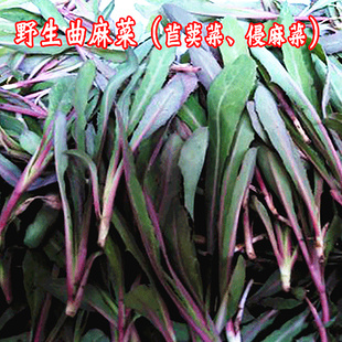 野生曲麻菜种籽叶菜野菜苦麻菜种子苦菜种籽四季春夏秋冬播盆栽