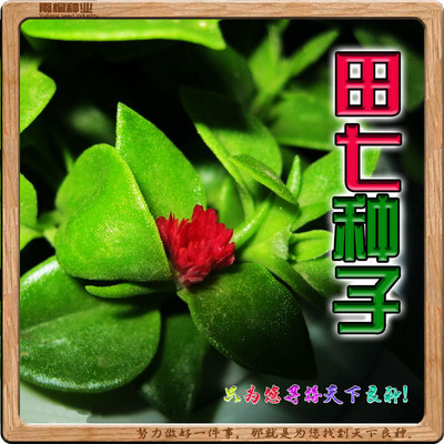 三七种子田七种籽 特色野菜中材种 四季蔬菜种孑庭院阳台盆栽包邮