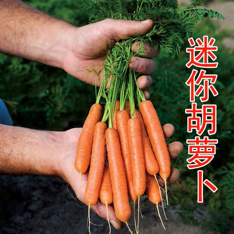 荷兰迷你胡萝卜种子微型手指拇指罗卜种籽水果阳台盆栽四季蔬菜孑