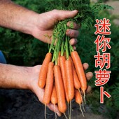 荷兰迷你胡萝卜种子微型手指拇指罗卜种籽水果阳台盆栽四季 蔬菜孑