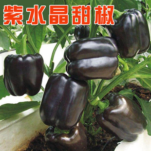 甜椒种子 籽 辣椒方椒青椒红黄色彩椒春季盆栽观赏蔬菜苗秧幼苗孑