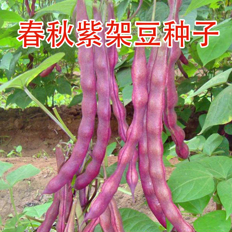 春秋紫架豆种子紫红四季豆红芸豆蔬菜种子/种苗