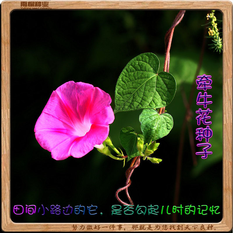 牵牛花种子喇叭花室外爬藤爬墙花卉混色开花不断盆栽四季播种种籽