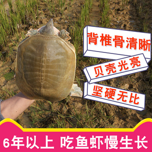 6年外塘放养大甲鱼鲜活食用水鱼活体黄沙鳖中华老鳖团鱼野外生态