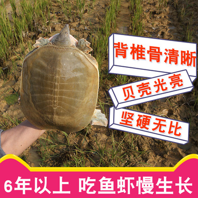 6年外塘放养大甲鱼鲜活食用水鱼活体黄沙鳖中华老鳖团鱼野外生态