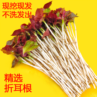 折耳根新鲜 精选叶连根 鱼腥草节节根四川特产嫩芽侧耳根叶子带根