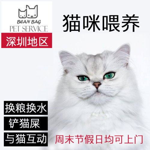 深圳市国庆春节假期上门喂猫上门喂养节假日宠物代养喂养寄养服务
