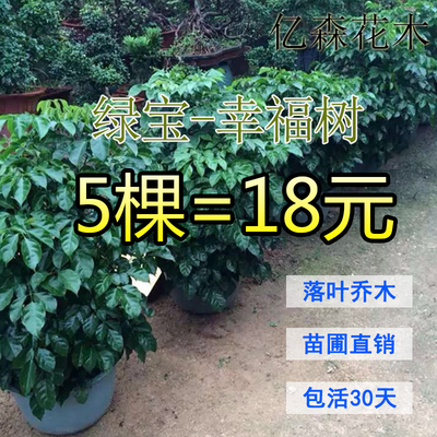 绿宝幸福树盆栽小苗室内绿植植物