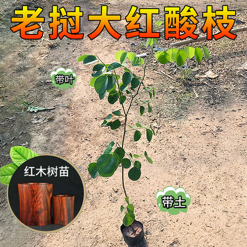 大红酸枝树苗名贵红木苗老挝交趾黄檀正宗酸枝木苗带土带叶地栽