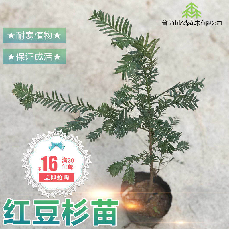 红豆杉曼地亚四季长青吸甲醛树苗