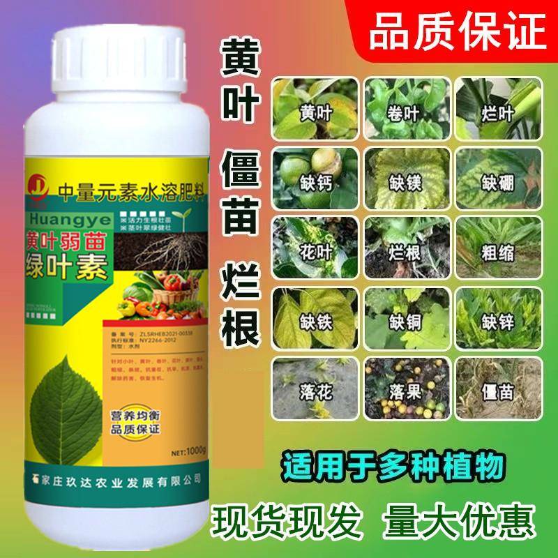 黄叶死苗 草坪一喷绿 叶面肥叶绿素绿叶先锋水溶肥天堂鸟黄叶卷边