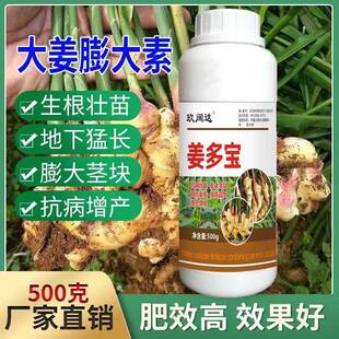 大姜生姜专用肥生根壮苗膨大素抗病壮苗氨基酸肥料膨大剂叶面肥料