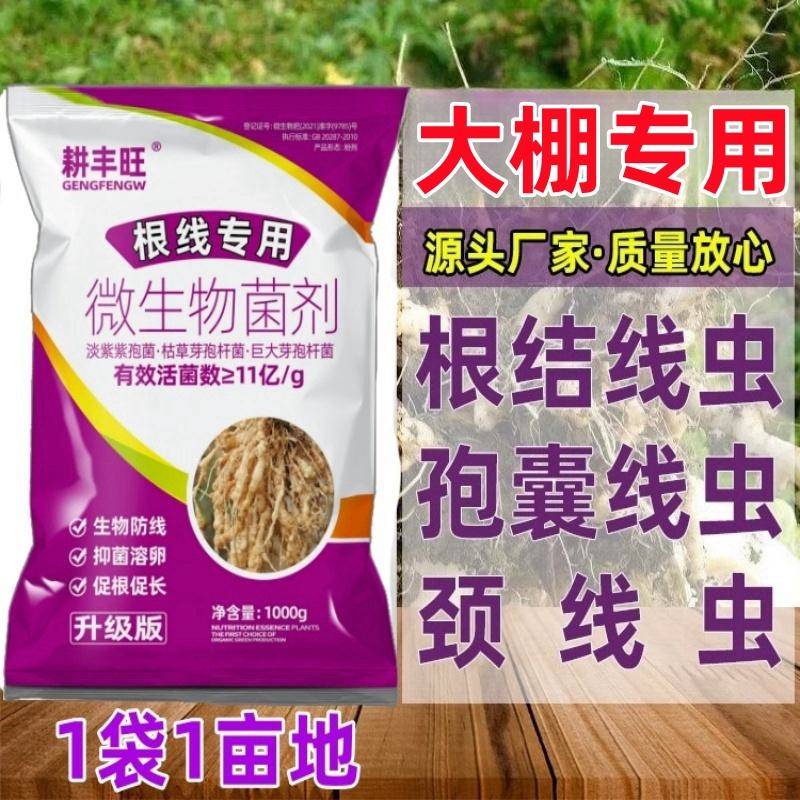 大棚根结线虫专用药淡紫紫孢菌淡紫拟青霉大棚杀根线虫药大棚线虫