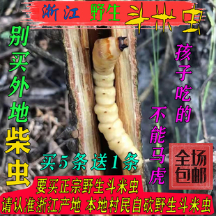 浙江野生斗米虫倒督黄狼虫黄寮狼虫鸟雀不踏刺虫阎王刺虫云实蛀虫
