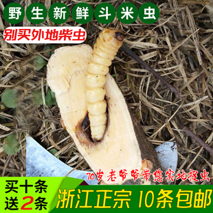 野生斗米虫带刺活虫鸟雀不踏刺虫阎王刺虫倒督黄狼虫云实蛀虫包邮