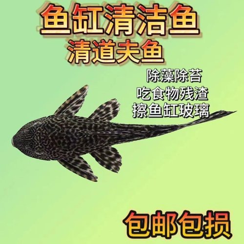 清道夫淡水热带鱼除藻清洁工